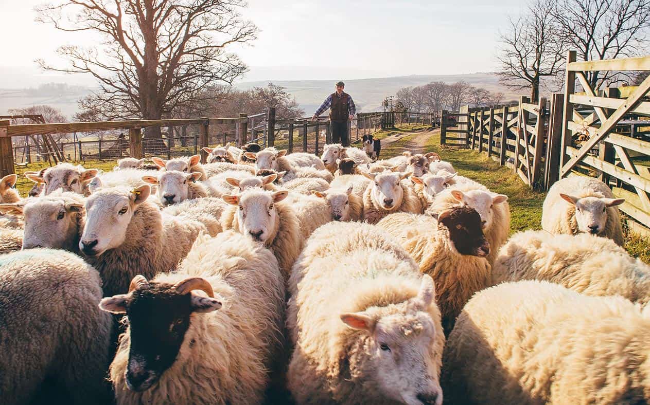 sheep being herded into an enclosure by farm worker.