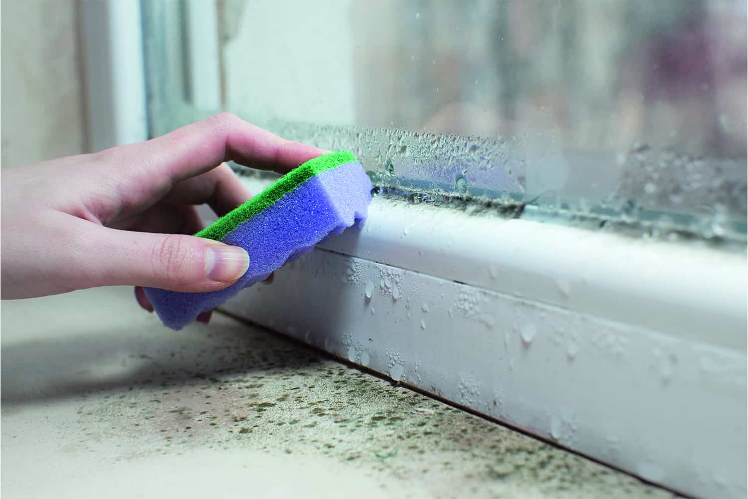 Close-up of hand using scourer/sponger to wipe away condensation on the inside of a window with mould on the ledge