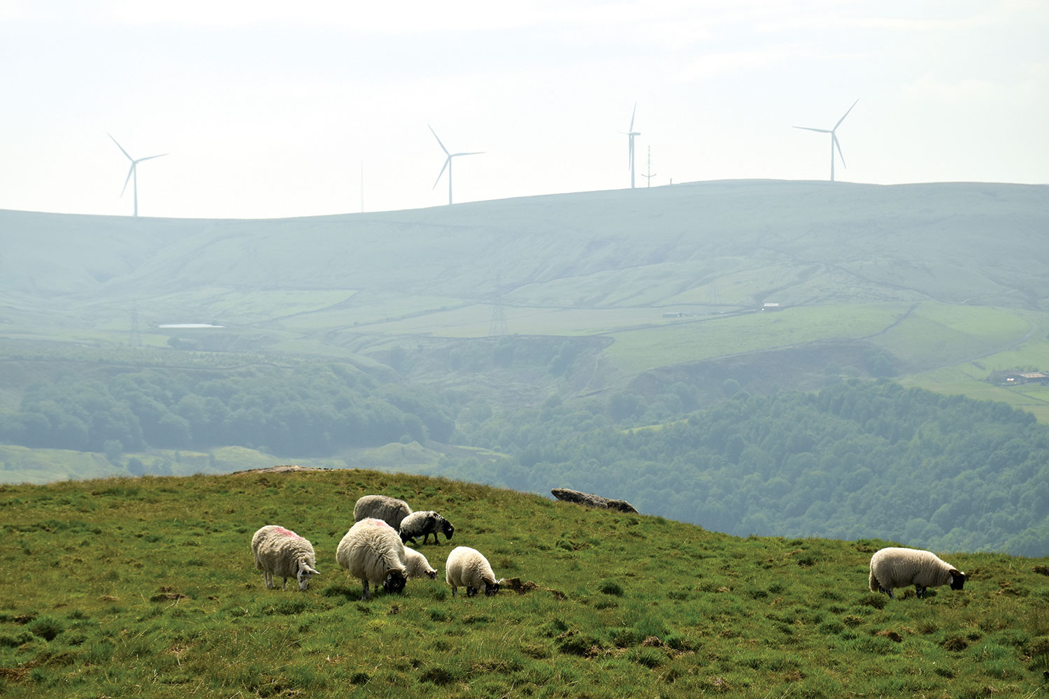 photo of sheep grazing on a grassy ridge, with wind turbines on a hilltop beyond in the background