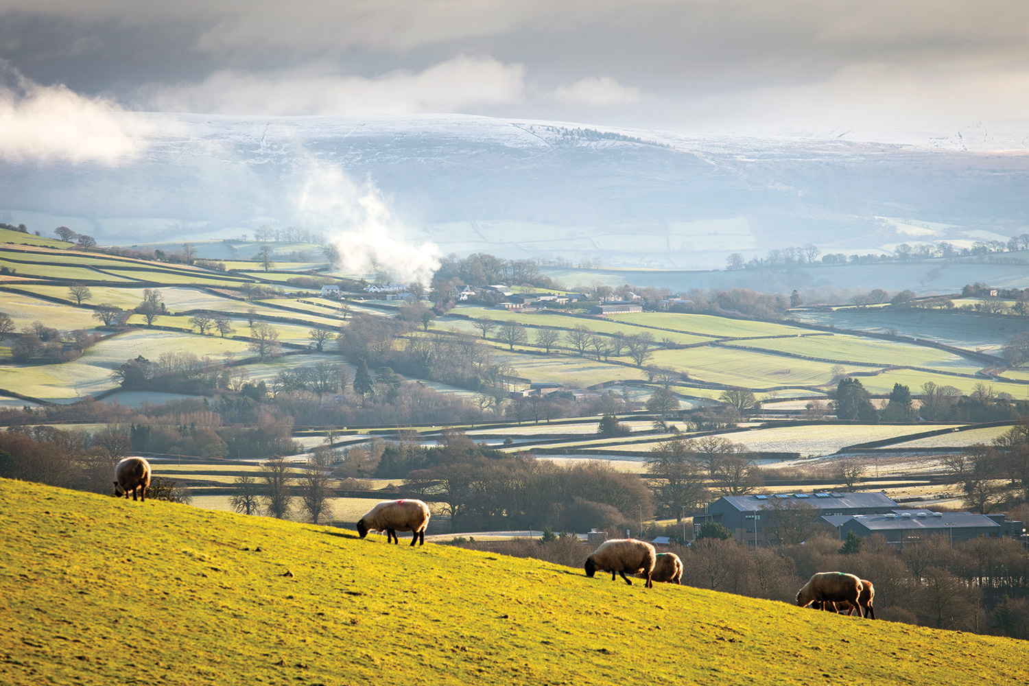 An open field in the countryside with sheeps.