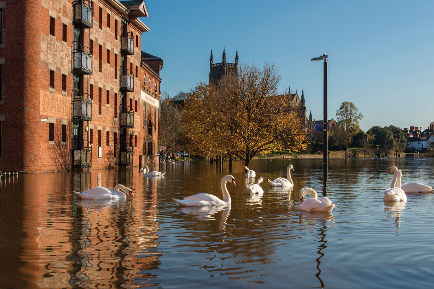 swans on flooded river swimming around a lamp post with red-brick flats to the left and a church and housing behind trees in the background.